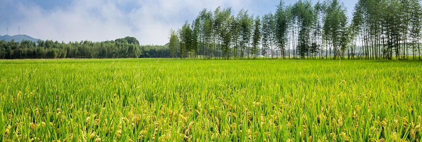 林業(yè)調(diào)查